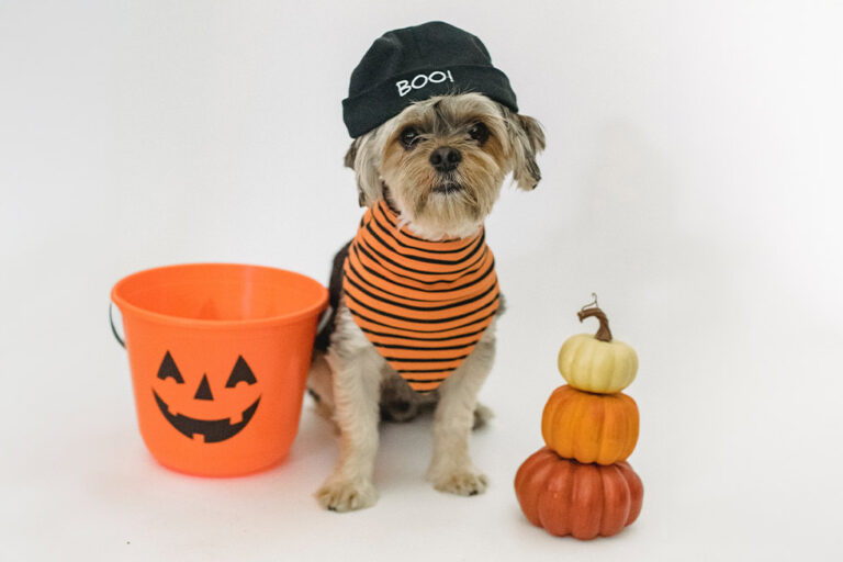 Celebrate a Safe and Spooky Halloween with Your Pets