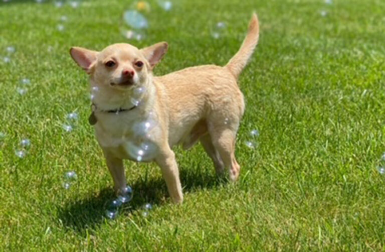 Chihuahua, Misdiagnosed for Years, Finally Gets Relief