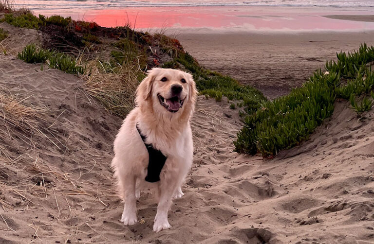 Golden Retriever Develops Sudden Heart Condition