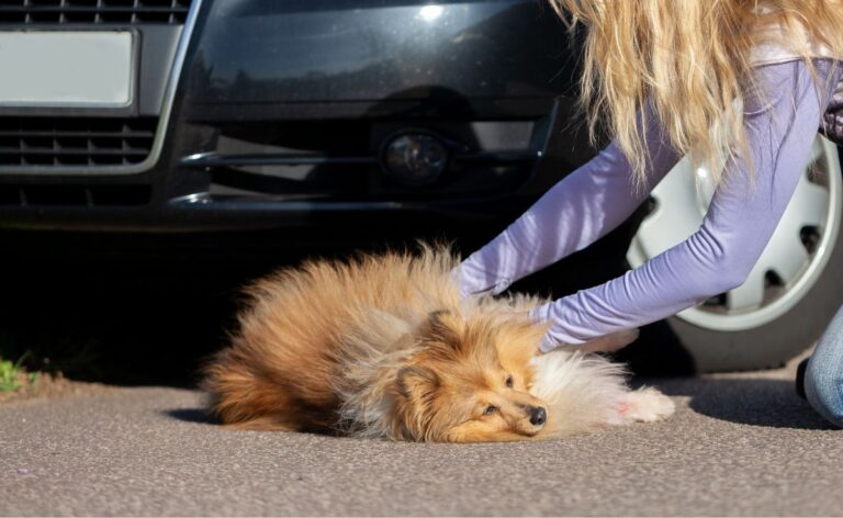 What Is Accident-Only Pet Insurance And Which Company Offers The Best?