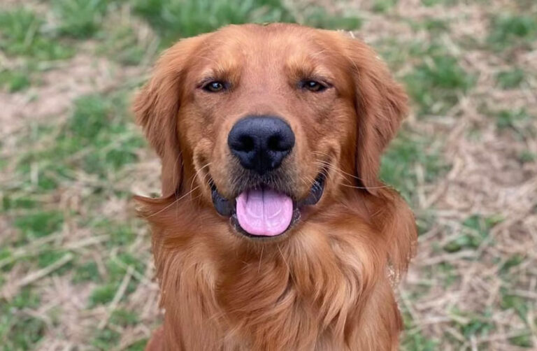 Young Golden Retriever Suffers Four Emergencies