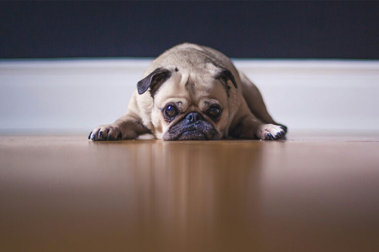 Back To Work Blues – Tips to Cure Boredom in Dogs