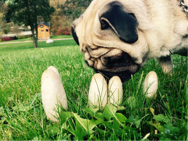 Can Dogs Eat Mushrooms?