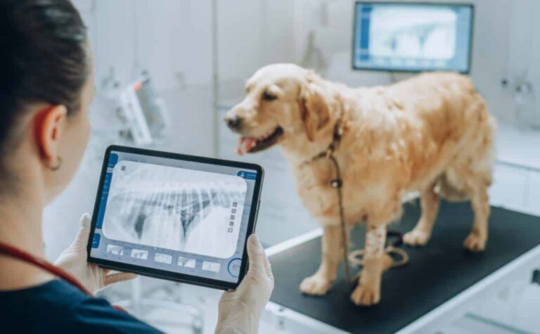 Does Pet Insurance Cover X-Rays?