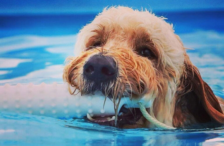 Goldendoodle Gets Leukemia; Goes Into Remission with Medication