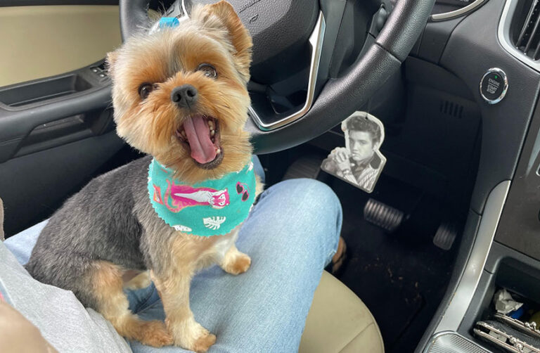 Teacup Yorkie Comes Back from the Brink of Death