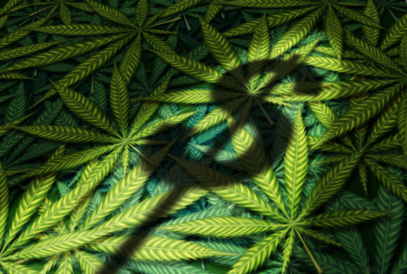 Cannabis Sales Outlook Promising for Insuring Cannabis Specialists