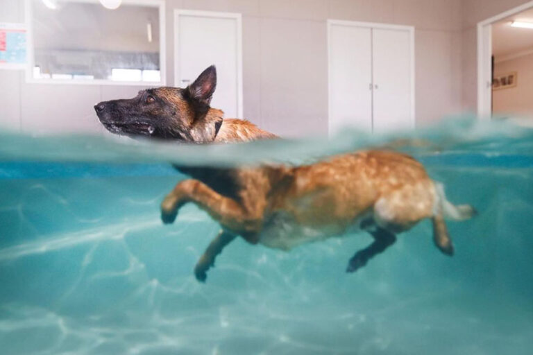 Benefits of hydrotherapy for dogs