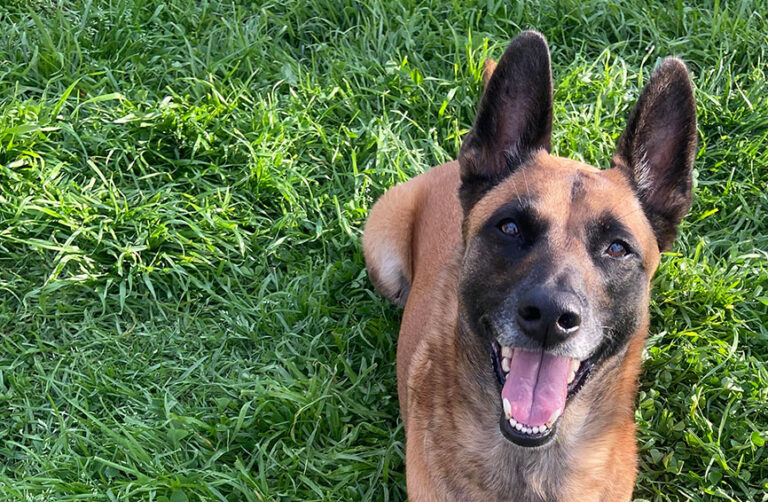 Malinois Recovers from Auto-Immune Disease with Hospitalization, Medication