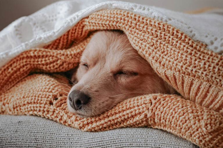 Sleep Awareness Month – What About The Dog?