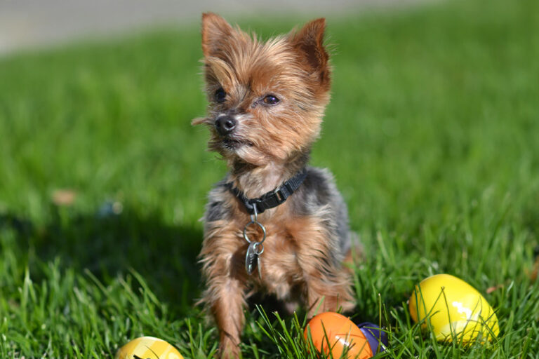 PIA Issues Urgent Warning on Easter Chocolate Poisoning Risks for Pets