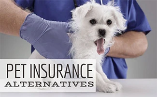 Pet Insurance Alternatives To Consider For Your Dog